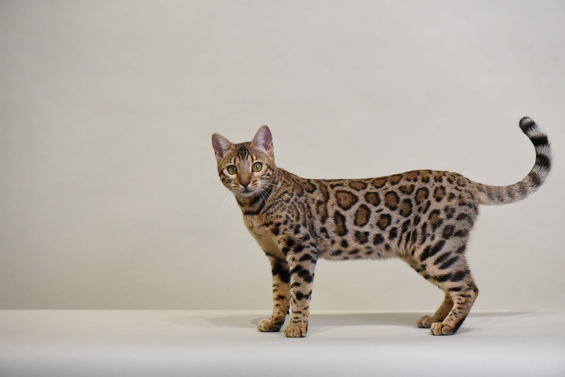Pedigree Cat Bengal - Bangkok Cats