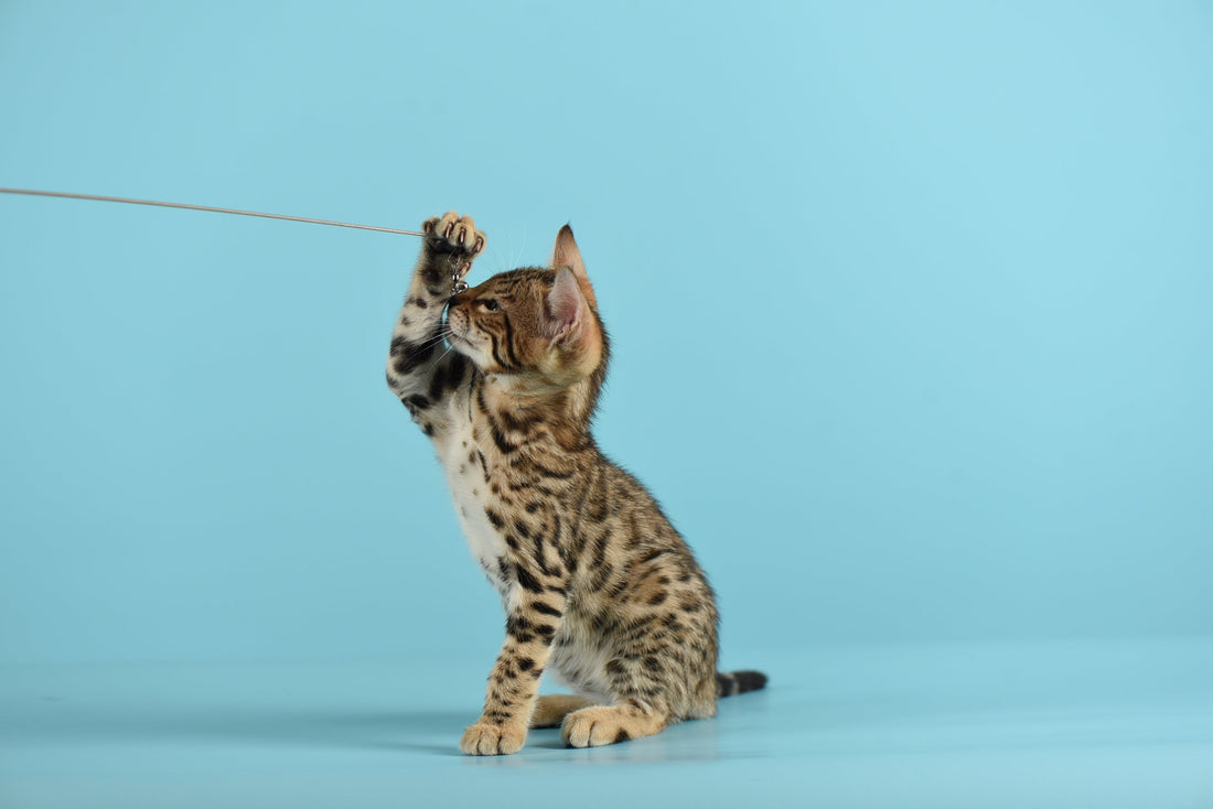 Bengal Kitten - Bangkok Cats