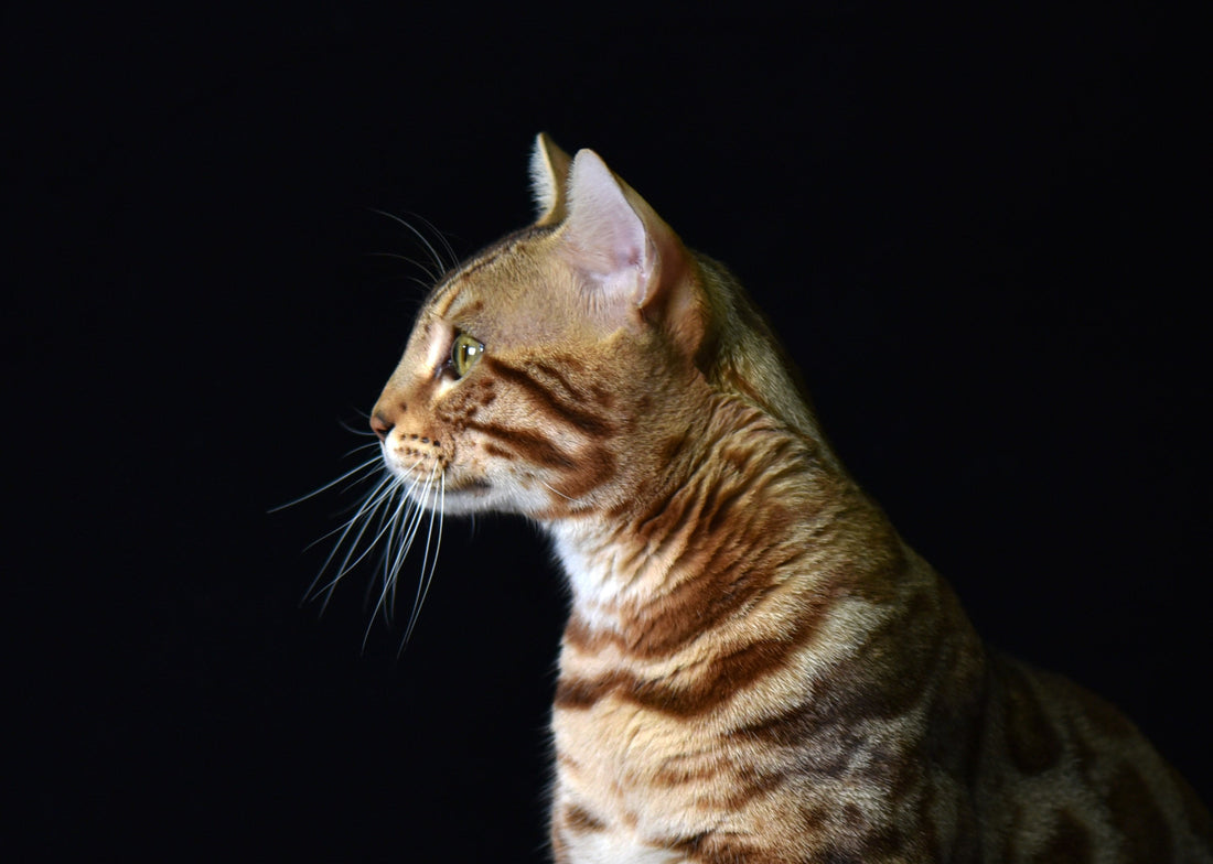 Bangkok Bengal Cat - Side Profile