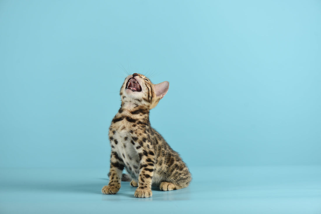 Bengal Kitten-bangkok Cats