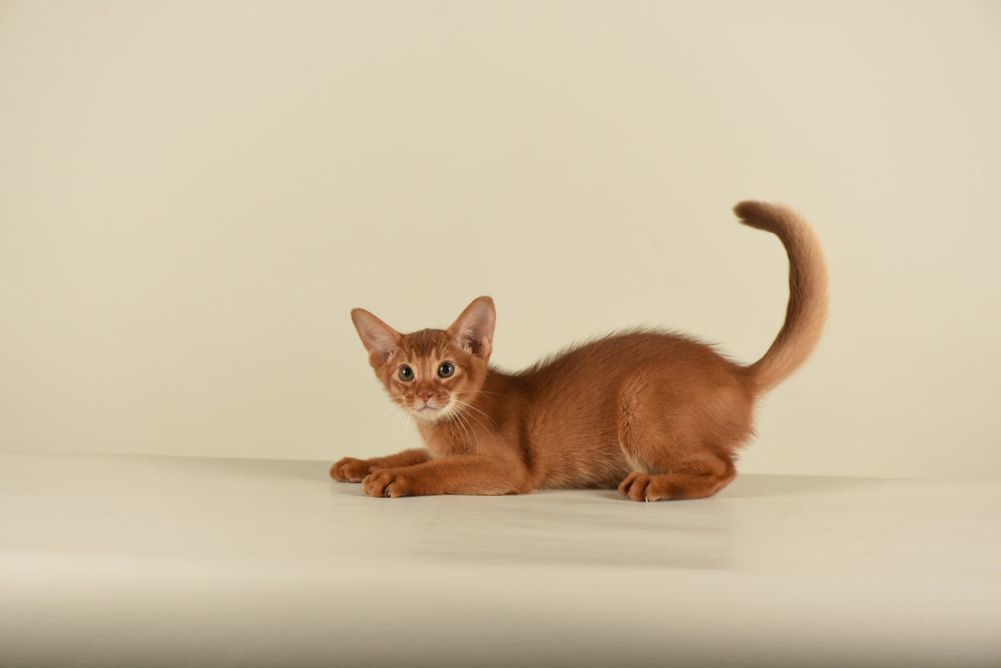 Abyssinian cute - Bangkok Cats 
