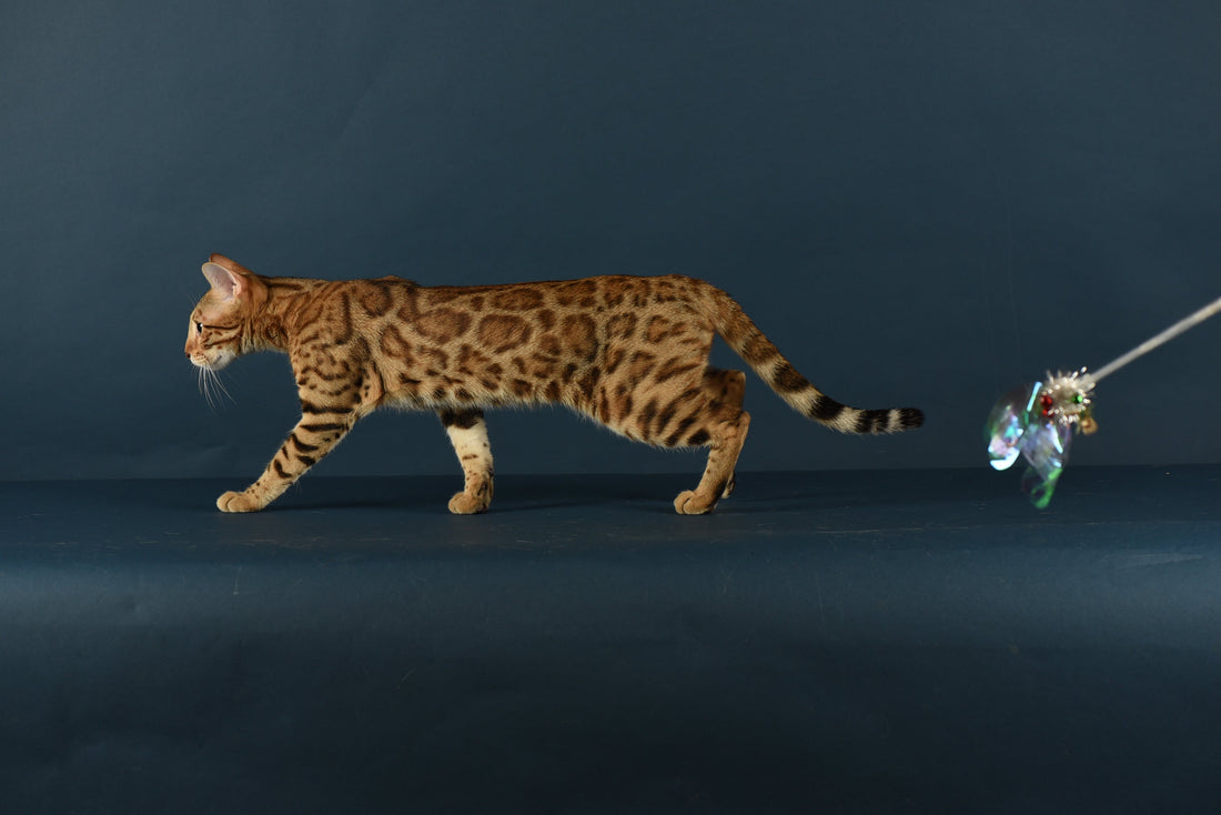 Bengal Cat Not interested in toy