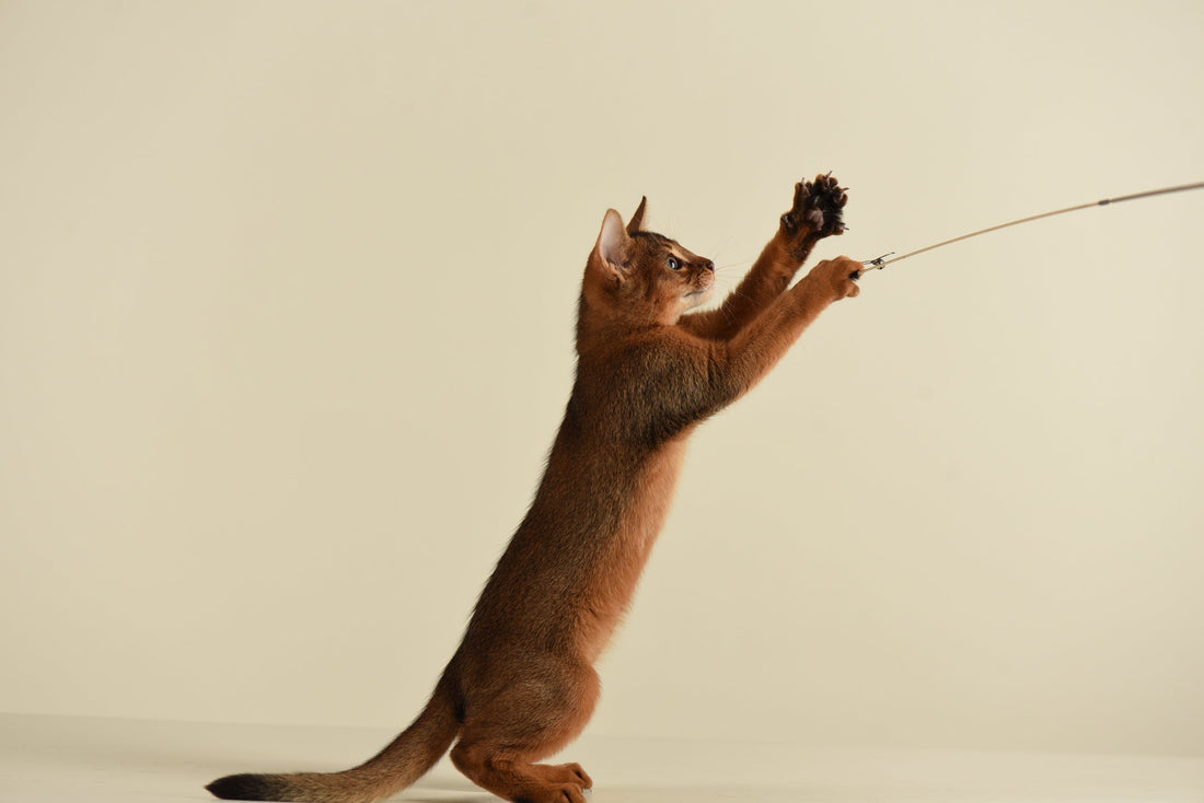 Abyssinian with Claws - Bangkok Cats