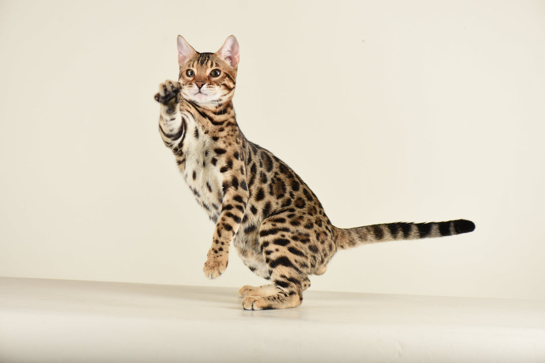 Jumping Bengal Cat - Bangkok Cats