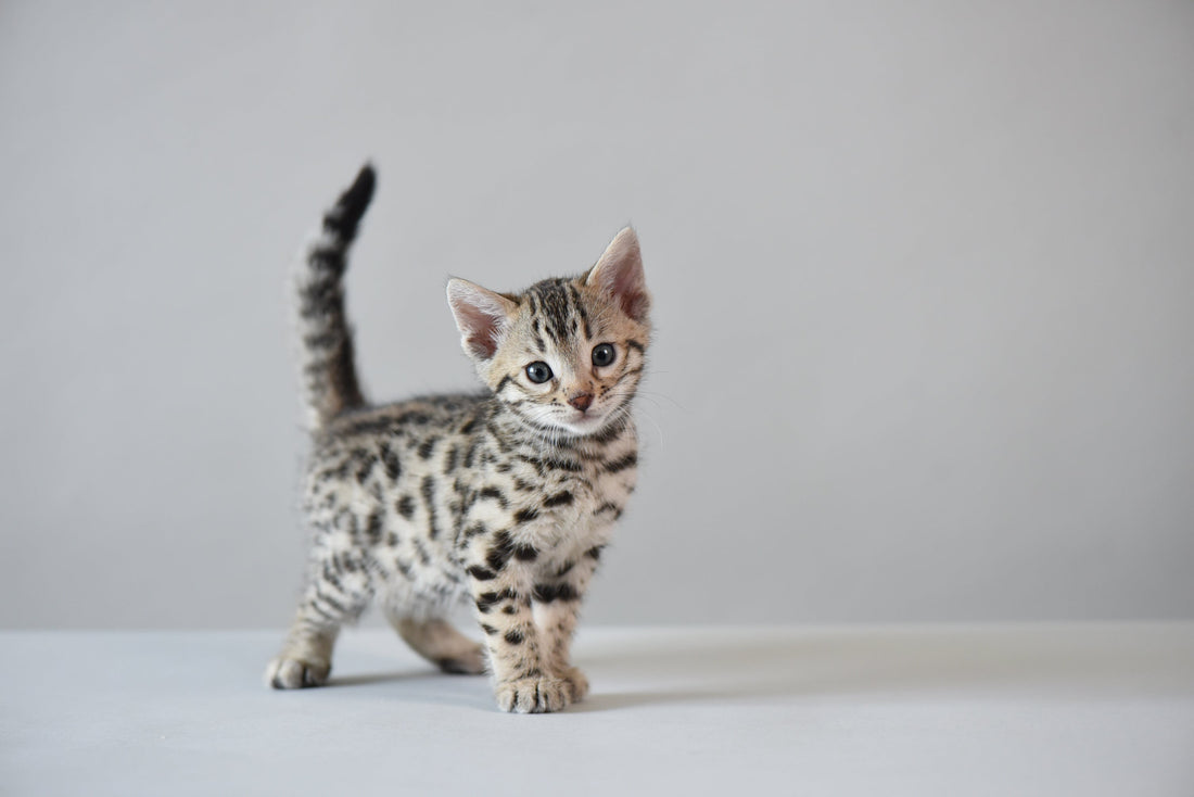 Bengal Kitten - Bangkok Cats