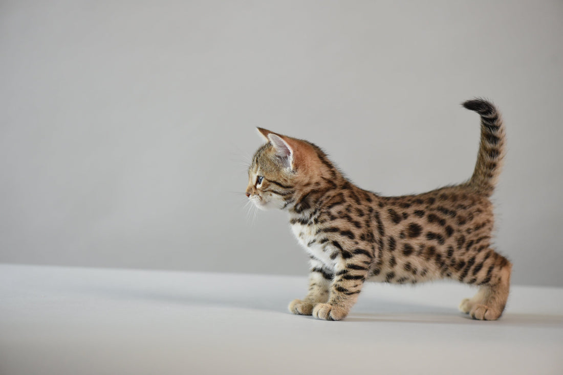 Bengal Kitten - Bangkok Cats