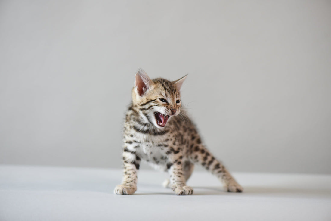 Bengal Cat Roar - Bangkok Cats