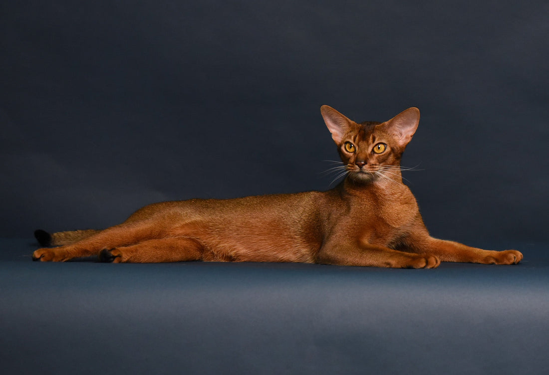 Abyssinian Cat from Bangkok Cats