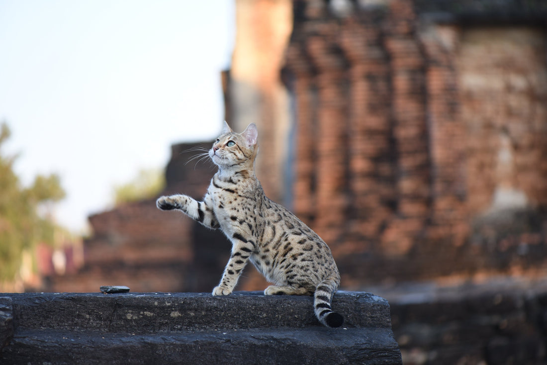 Bengal - Bangkok Cats