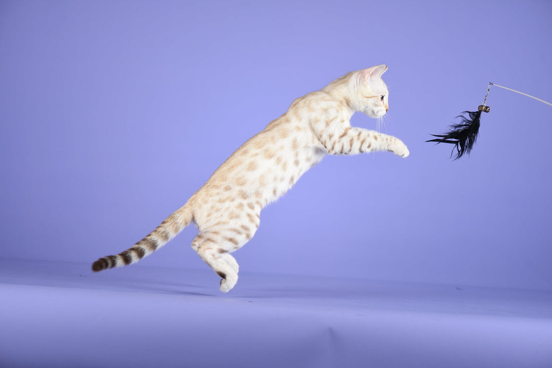 Snow Bengal and Cat Teaser
