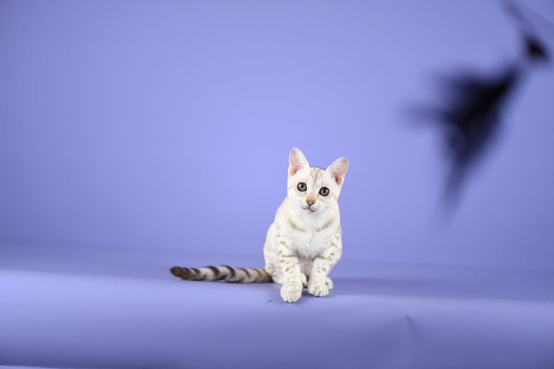 white bengal with teaser in foreground - bangkok cats