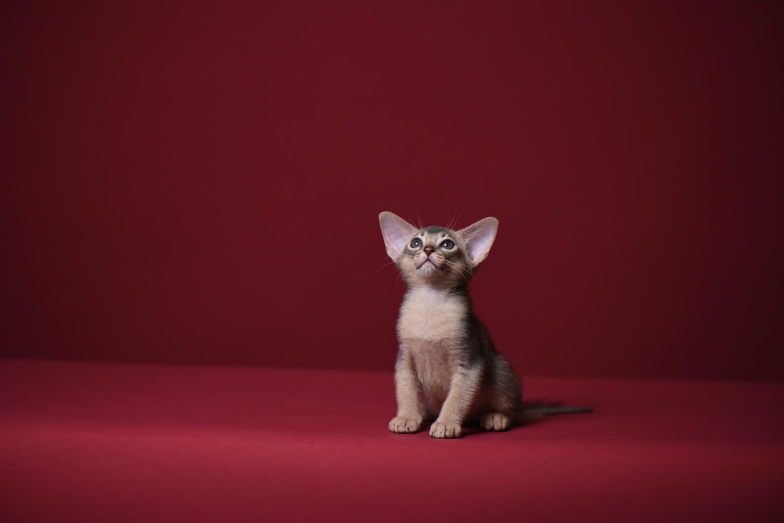 Cute Abyssinian kitten - bangkok cats