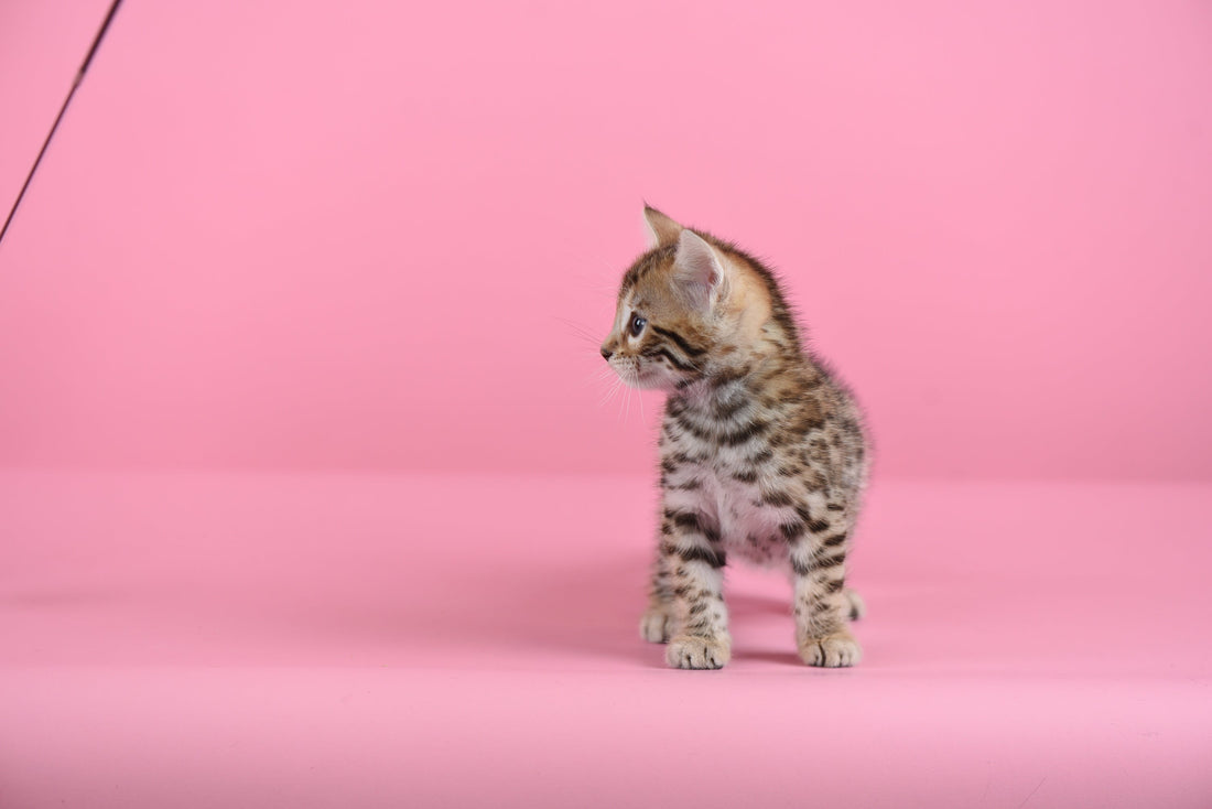 bengal kitten attention - bangkok cats