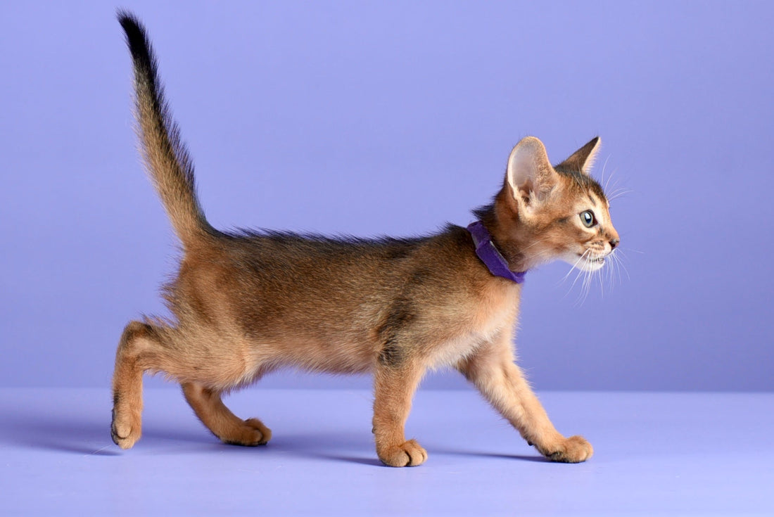 The Hidden Dangers of Buying from a Backyard Breeder