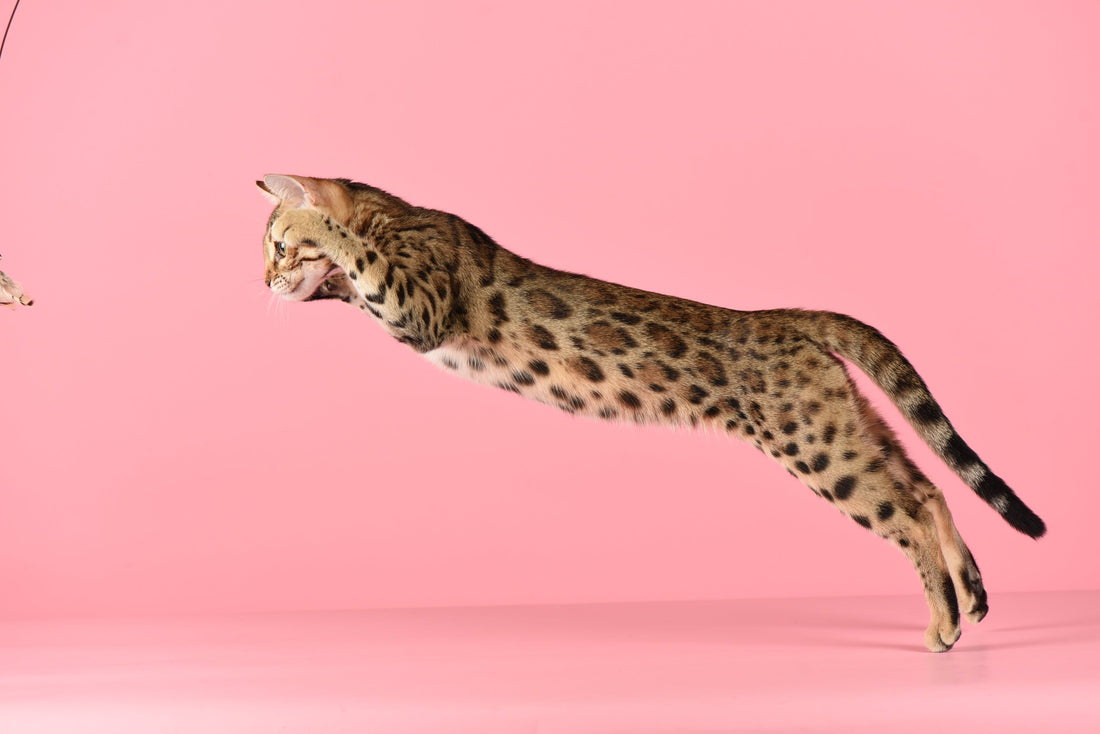BangkokCats Bengal Jumping on Pink Background
