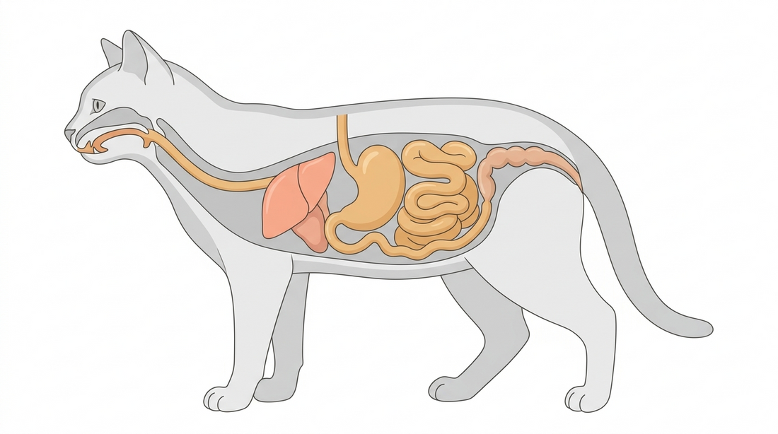 How a cat's digestive system works (and why it changes everything)