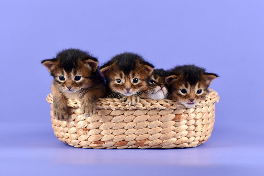 4 Cute Kittens - Bangkok Cats