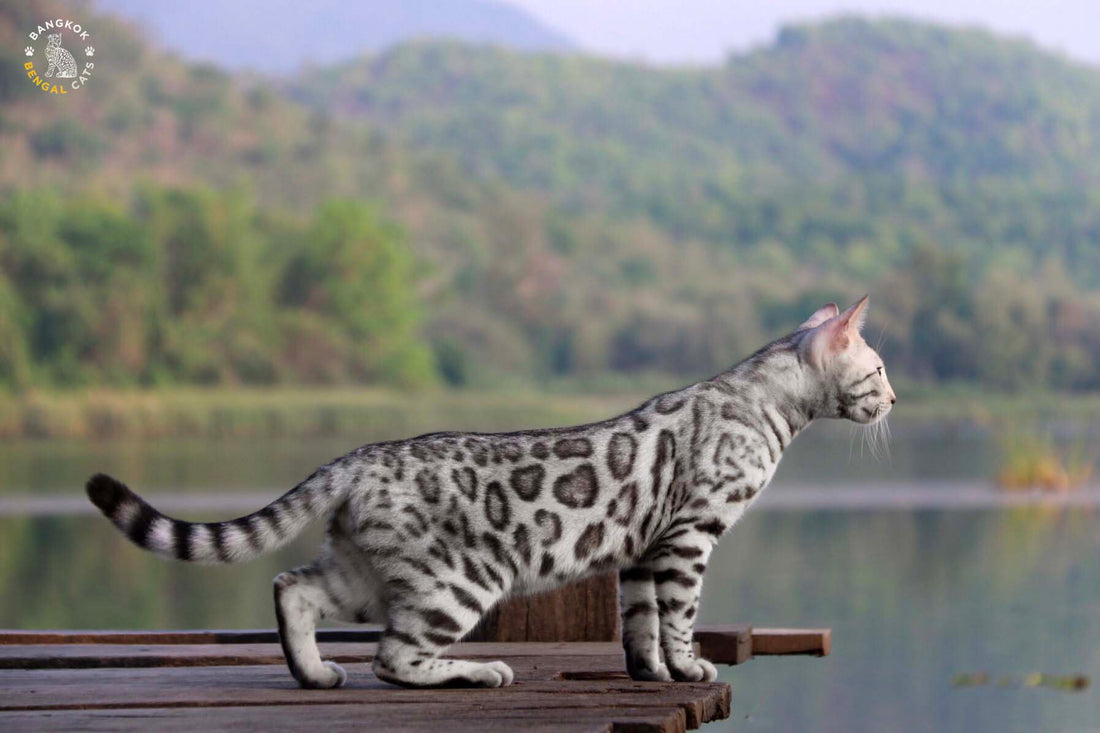 Silver Bengal Cat: Appearance, Genetics and What Makes Them Unique
