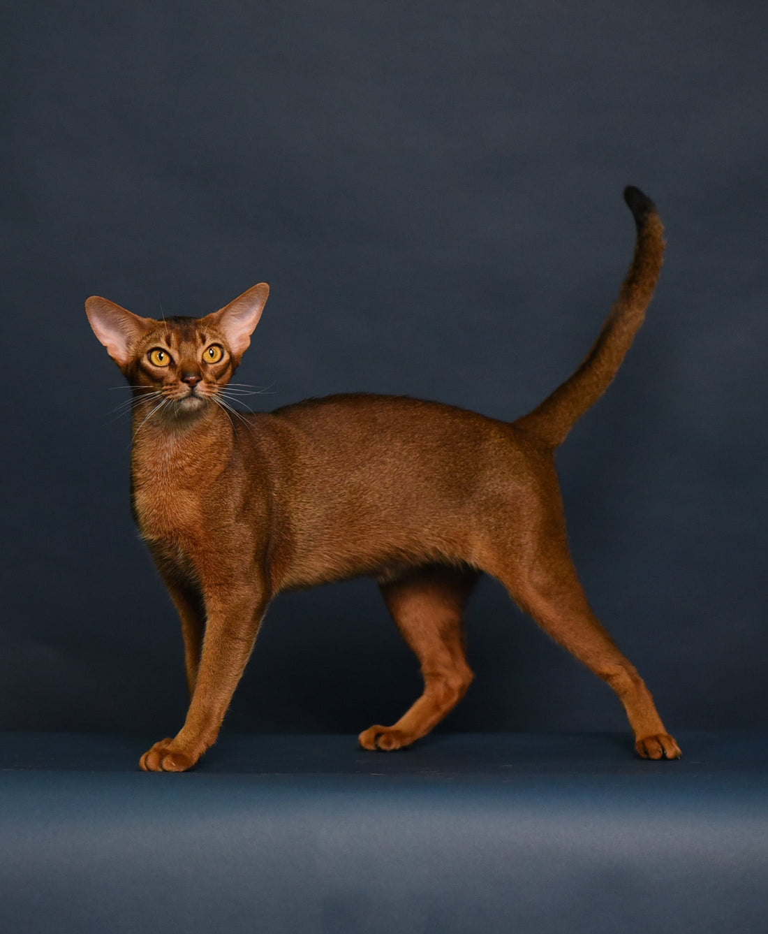 Abyssinian-Bangkok Cats