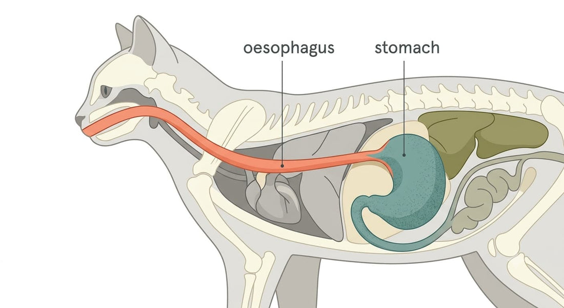 Why is my cat vomiting? How to read the signs