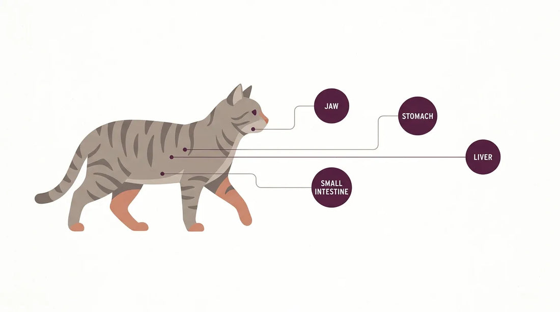 Raw feeding for cats in Thailand: the complete guide