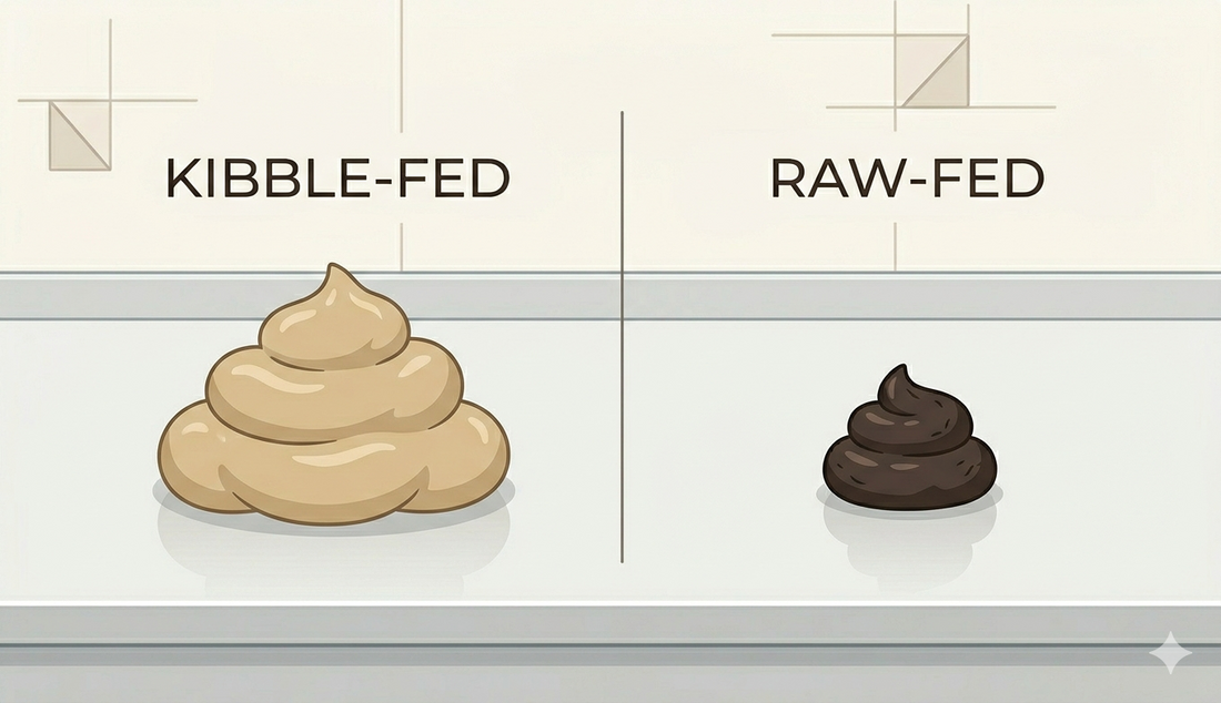What healthy cat poop looks like on a raw diet