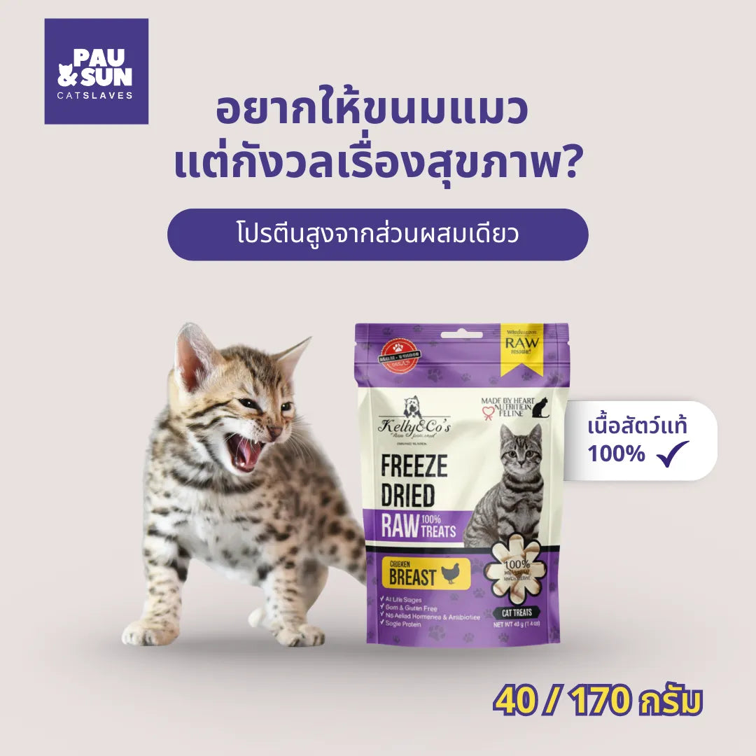 Freeze dried chicken breast treats bag beside a hissing Bengal kitten | ถุงขนมฟรีซดรายรสอกไก่ข้างลูกแมวเบงกอลกำลังขู่