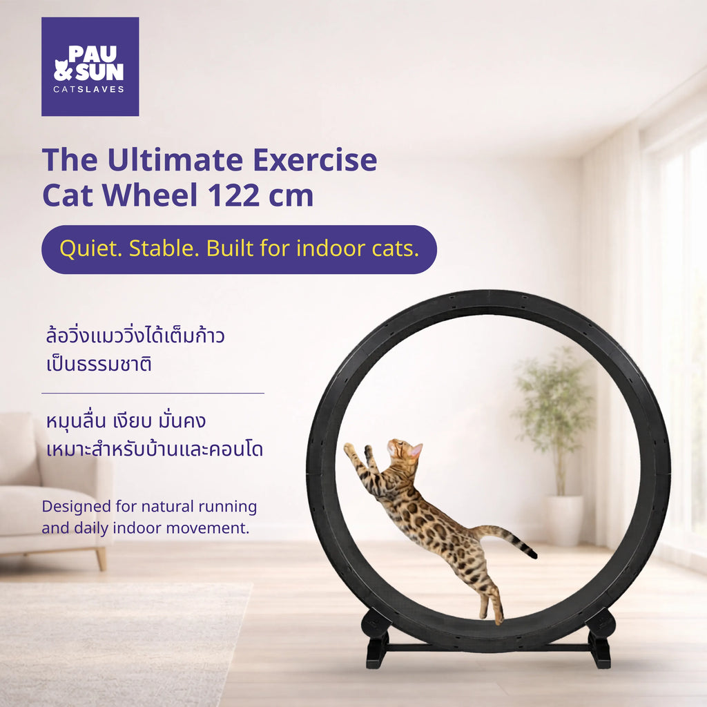 Bengal cat leaping inside the Pau and Sun 122cm exercise wheel | แมวเบงกอลกระโดดในล้อวิ่งแมวขนาด 122 ซม. ของ Pau and Sun