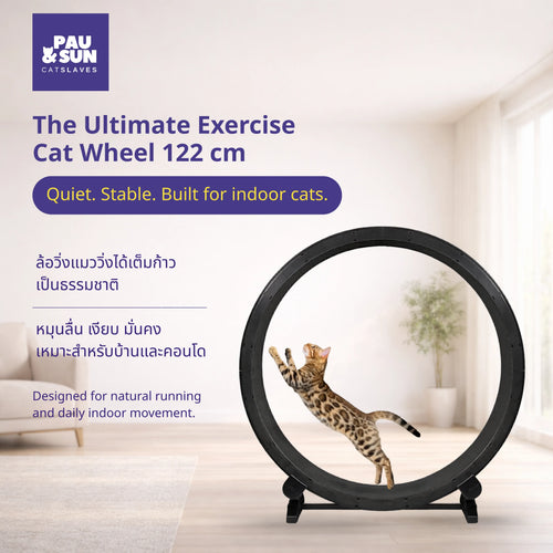 Bengal cat leaping inside the Pau and Sun 122cm exercise wheel | แมวเบงกอลกระโดดในล้อวิ่งแมวขนาด 122 ซม. ของ Pau and Sun
