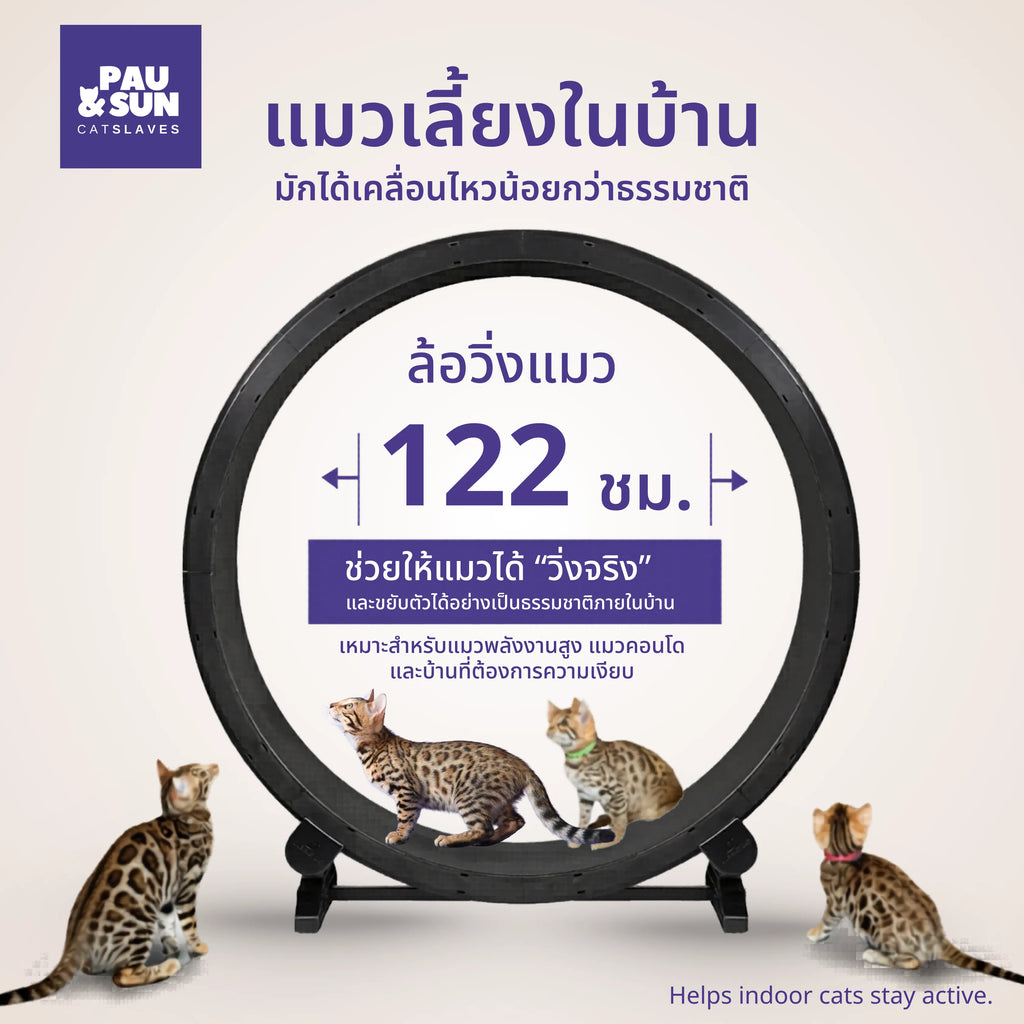 Three Bengal cats beside the 122cm cat exercise wheel showing full size for natural movement | แมวเบงกอลสามตัวข้างล้อวิ่งแมวขนาด 122 ซม. แสดงขนาดที่รองรับการเคลื่อนไหวตามธรรมชาติ