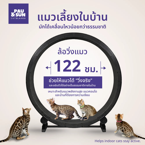 Three Bengal cats beside the 122cm cat exercise wheel showing full size for natural movement | แมวเบงกอลสามตัวข้างล้อวิ่งแมวขนาด 122 ซม. แสดงขนาดที่รองรับการเคลื่อนไหวตามธรรมชาติ