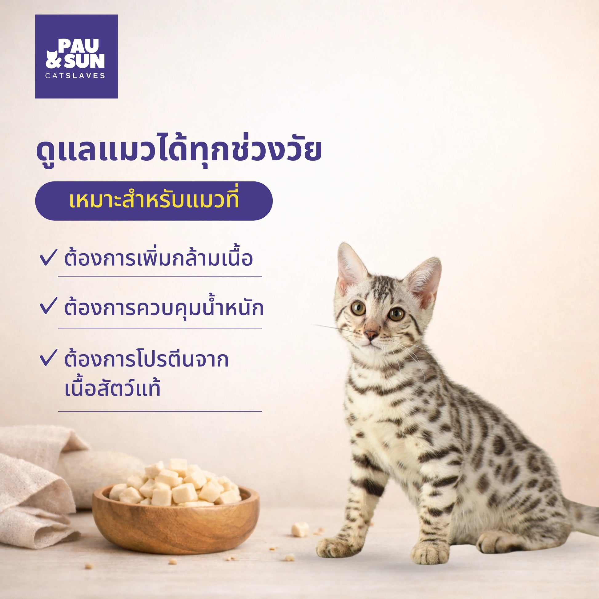 Bengal kitten sitting beside a bowl of freeze dried treat cubes | ลูกแมวเบงกอลนั่งข้างชามขนมฟรีซดราย