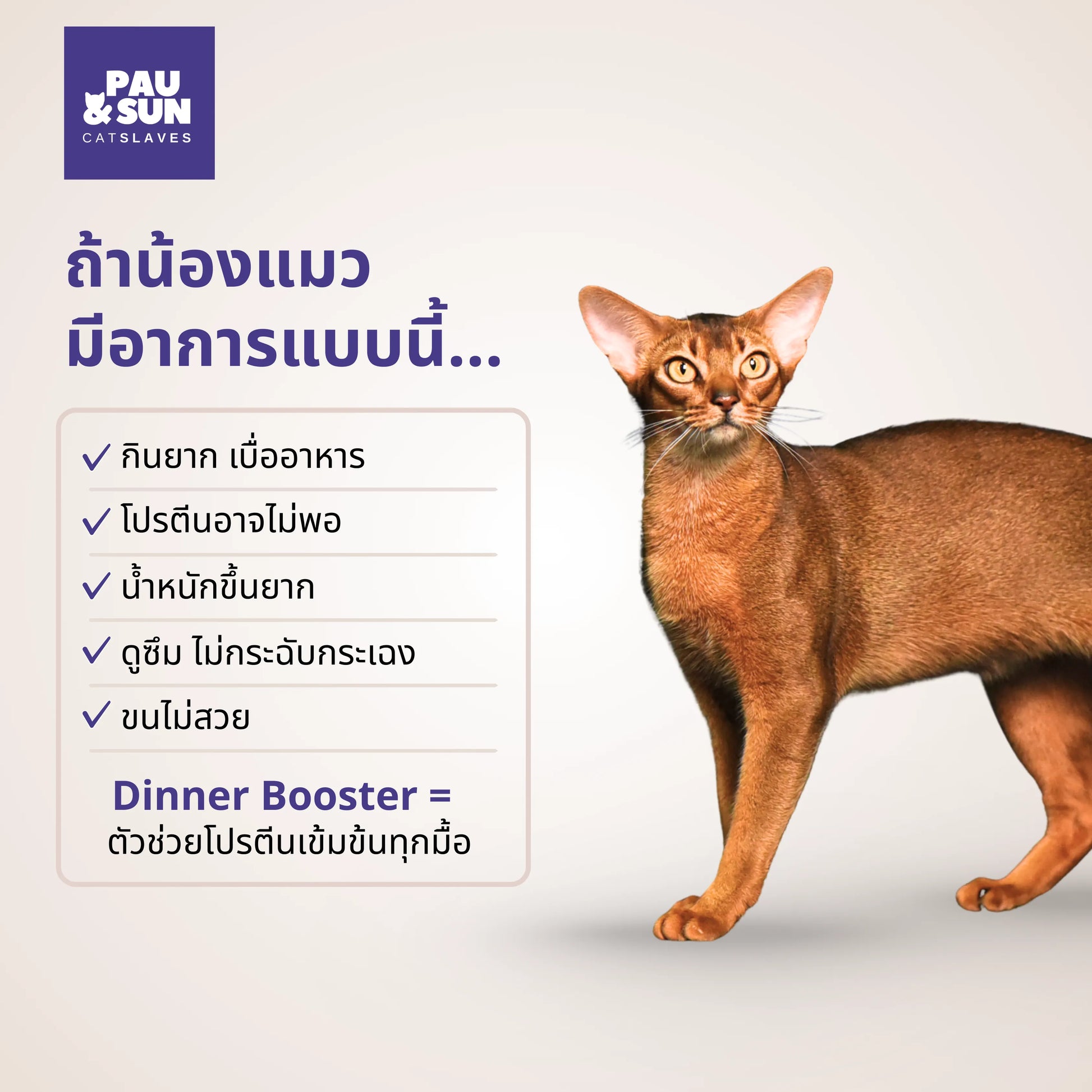 Abyssinian cat beside feeding problem checklist | แมวอะบิสซิเนียนข้างรายการปัญหาการกิน
