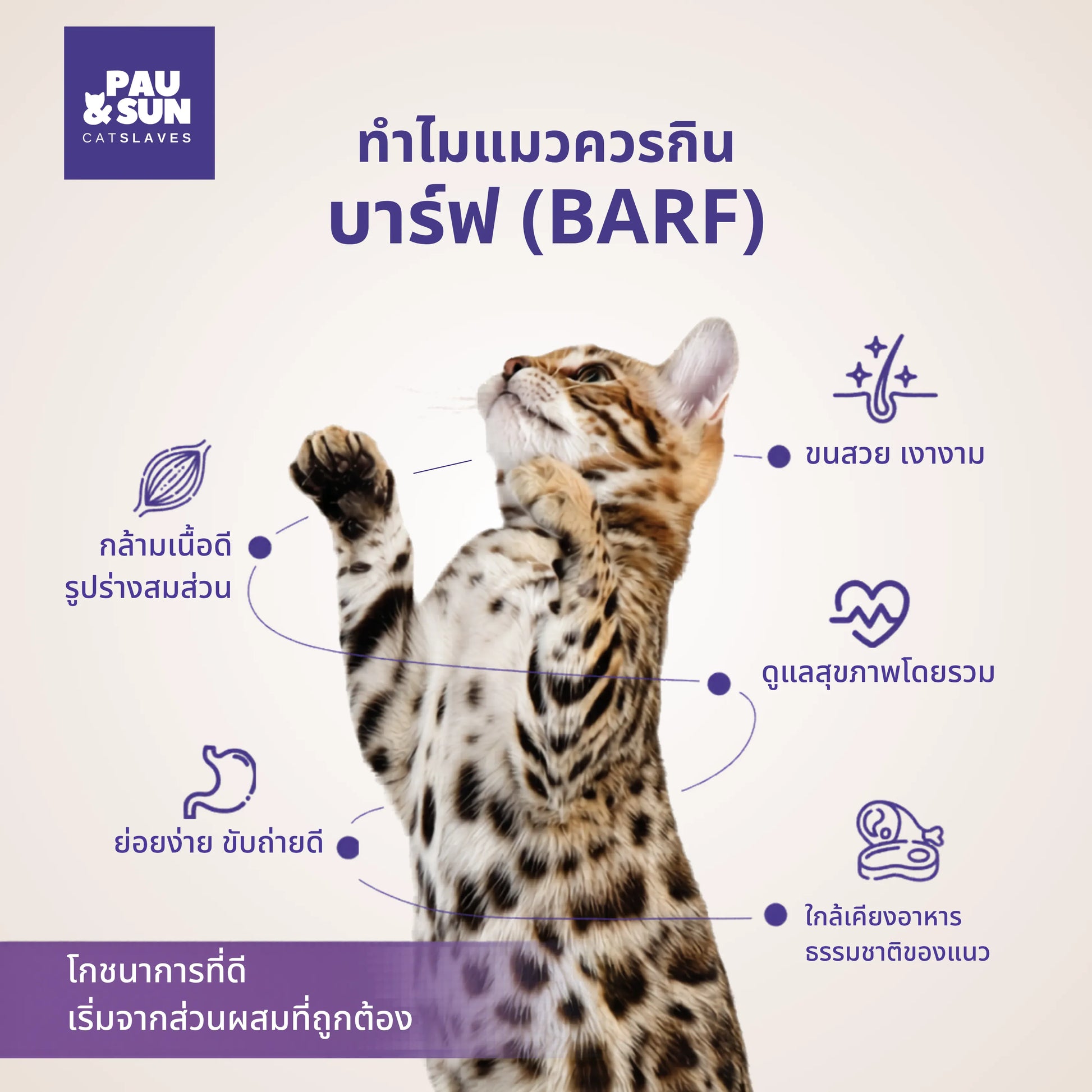Bengal cat reaching up beside BARF health benefit icons | แมวเบงกอลเอื้อมขาข้างไอคอนประโยชน์ของบาร์ฟ