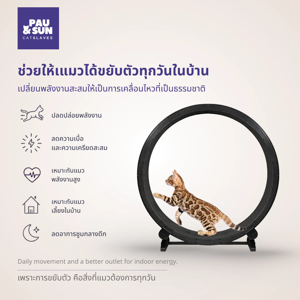 Bengal cat running in the wheel beside icons for energy release, less boredom, and daily indoor movement | แมวเบงกอลวิ่งในล้อพร้อมไอคอนแสดงประโยชน์ด้านการปลดปล่อยพลังงานและลดความเบื่อ