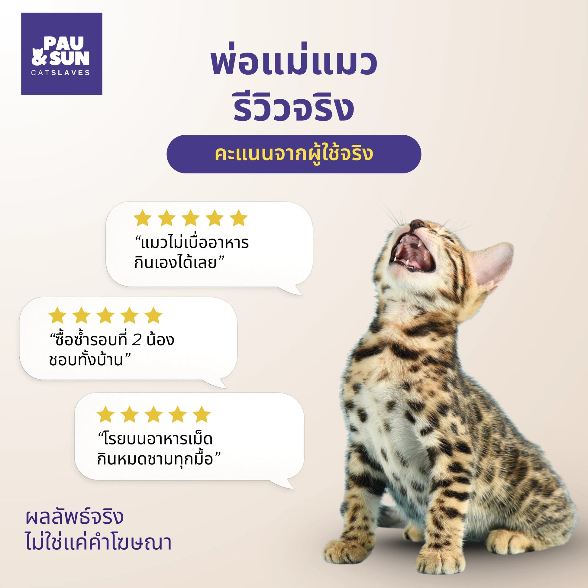 Bengal kitten beside five star Dinner Booster reviews | ลูกแมวเบงกอลข้างรีวิวห้าดาว Dinner Booster