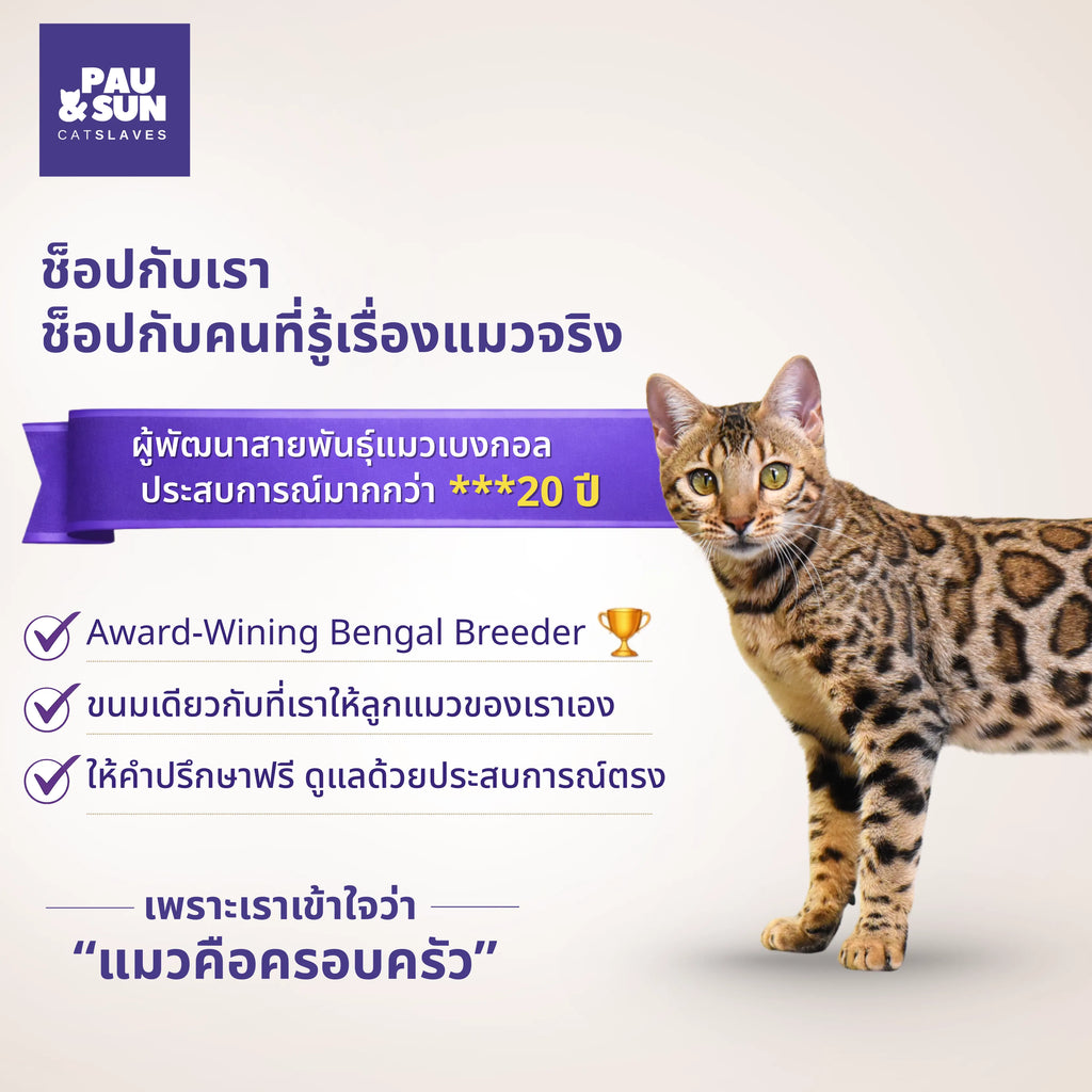 Bengal cat beside Pau & Sun's 20+ years breeding experience callout | แมวเบงกอลข้างข้อความประสบการณ์เพาะพันธุ์กว่า 20 ปีของ Pau & Sun