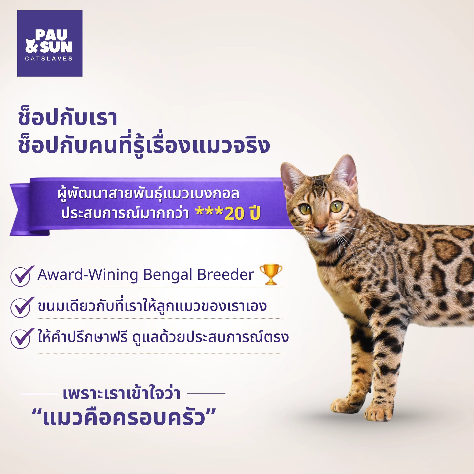 Bengal cat beside Pau & Sun's 20+ years breeding experience callout | แมวเบงกอลข้างข้อความประสบการณ์เพาะพันธุ์กว่า 20 ปีของ Pau & Sun