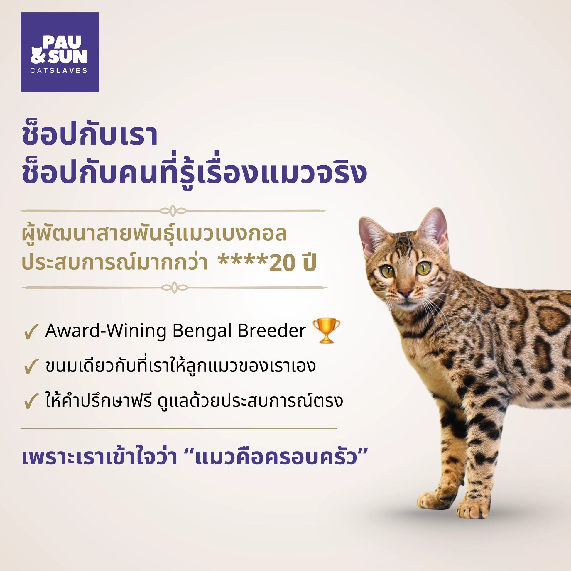 Bengal cat beside Pau and Sun breeder credentials | แมวเบงกอลข้างข้อมูลผู้เพาะพันธุ์ Pau และ Sun