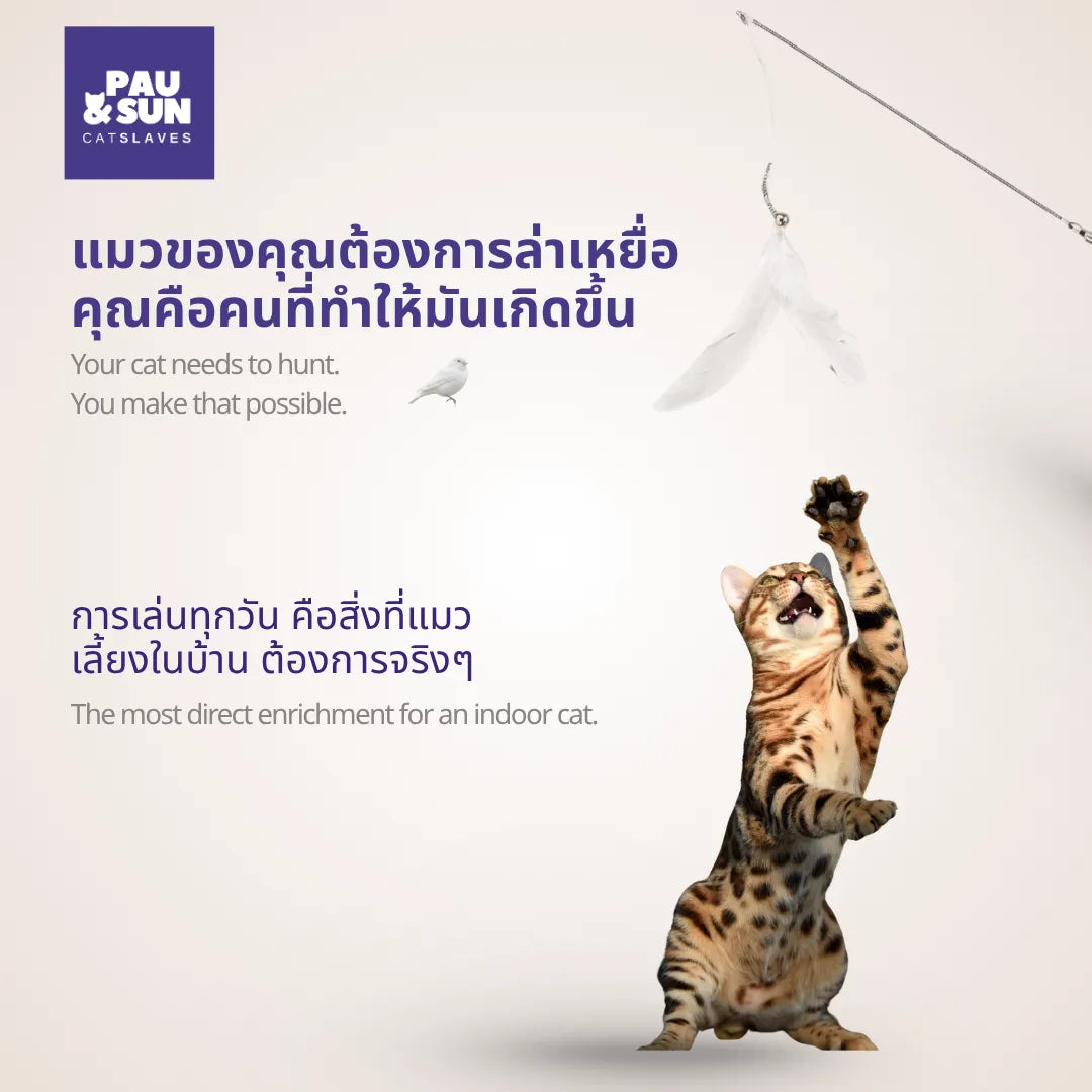 Bengal cat rearing up on hind legs to reach the feather toy on the CatSlaves LongWand | แมวเบงกอลยืนสองขาหลังเอื้อมคว้าขนนกที่ปลายไม้ตกแมว LongWand ของ CatSlaves