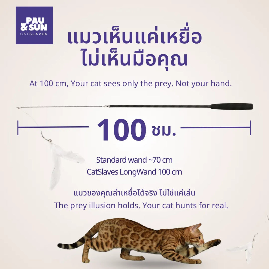 Length comparison of the CatSlaves LongWand at 100cm versus a standard 70cm cat wand, Bengal cat stalking below | ภาพเปรียบเทียบความยาวไม้ตกแมว LongWand 100 ซม. กับไม้ตกแมวทั่วไป 70 ซม. พร้อมแมวเบงกอลกำลังหมอบซุ่มด้านล่าง