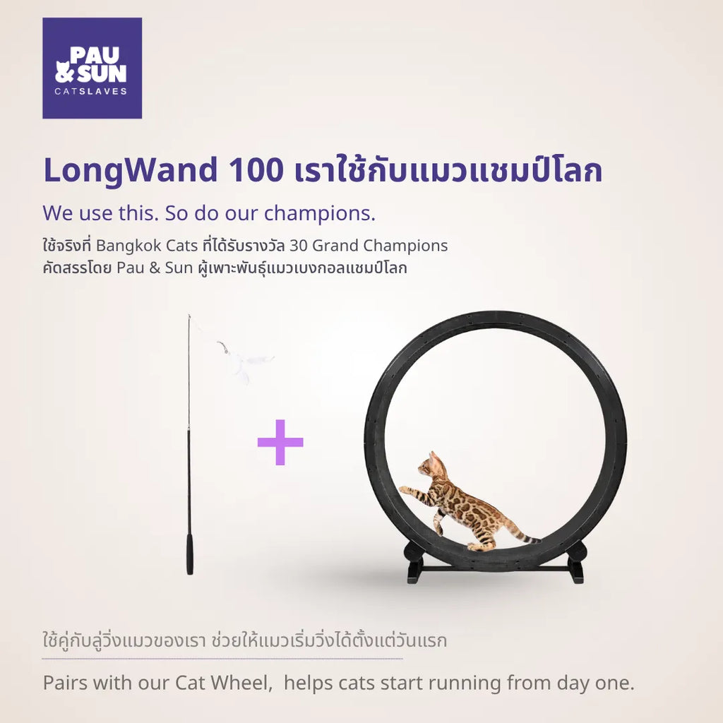 CatSlaves LongWand paired with the Cat Wheel, Bengal kitten running inside, from Bangkok Cats, 30 Grand Champions | ไม้ตกแมว LongWand คู่กับลู่วิ่งแมวของ CatSlaves ลูกแมวเบงกอลกำลังวิ่งในลู่ จาก Bangkok Cats เจ้าของรางวัล 30 Grand Champions