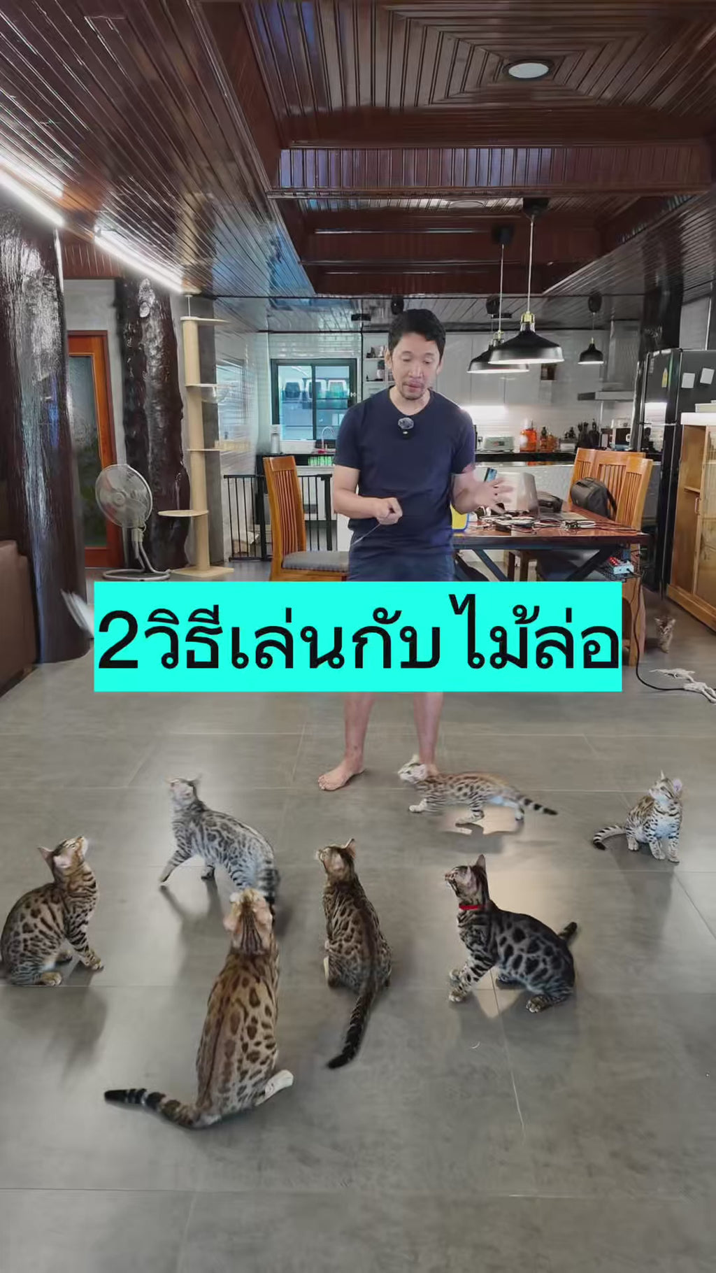 LongWand 100 cm. ไม้ตกแมวคาร์บอนไฟเบอร์ ไม้ล่อแมวขนนก พับเก็บได้ + FREE HabitTracker